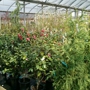 Bennett Nurseries