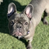 Opie's Doggy Playcare gallery