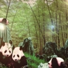 Panda House gallery