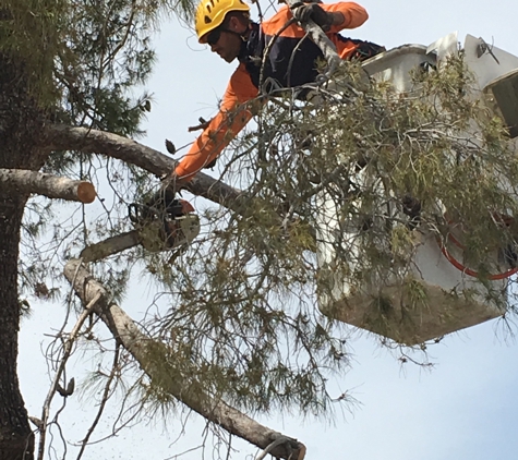 Arborist Standards Tree Care - Cottonwood, AZ. #pinetree
#safetreeremoval