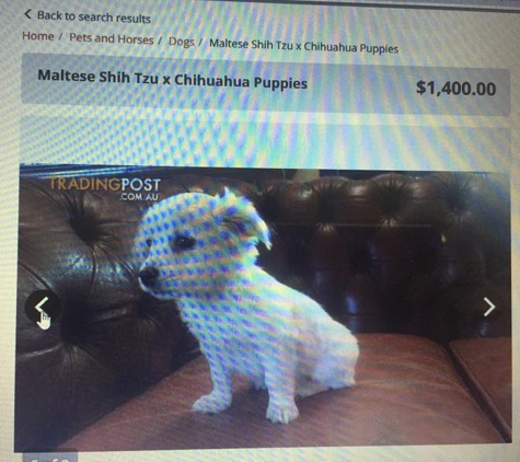 Petsland - Port Adelaide, SA. What our puppy is actually worth