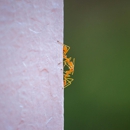 Aarco Exterminators Inc - Pest Control Equipment & Supplies