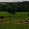 Lantern Hill Equine Retirement gallery