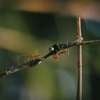 Homestar Pest Solutions gallery
