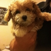 Westchester Puppies gallery