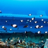 Holiday Inn Express & Suites Kailua-Kona by IHG gallery