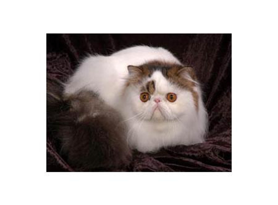 Cats Queensland Inc.
