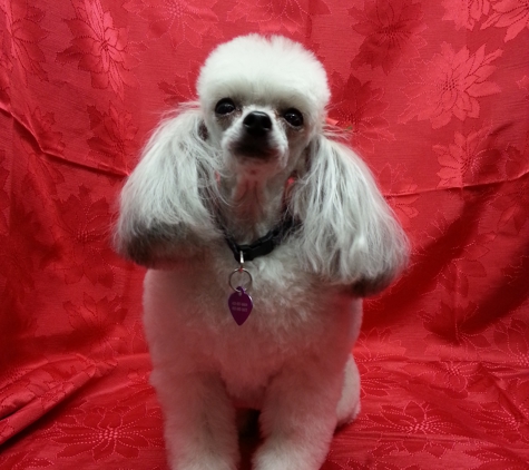 Loving & Gentle Small Dog Grooming - Kingman, AZ