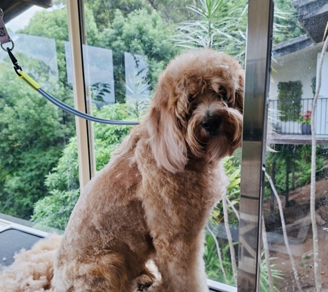 Scrub-A-Dub-Dub Dog & Cat Grooming - Rosemount, QLD