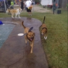 Waggin Tails Pet Ranch gallery