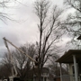 MDL Tree Service