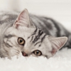 Heaven's Best Carpet & Upholstery Cleaning gallery