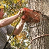 Borgman Tree Service gallery