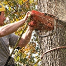 Borgman Tree Service - Tree Service