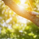 Budget Tree Service - Tree Service