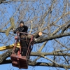 No limit tree service gallery