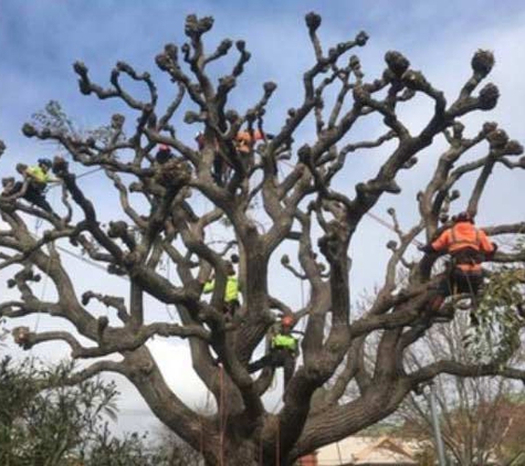 BSK tree services pty ltd