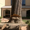 Ricci Linns Southern Pride Tree Care & Removal gallery