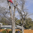 Anderton Tree Services