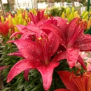 Thomsens Garden Center - Garden Centers