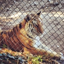 Roar Foundation Shambala - Wildlife Refuge