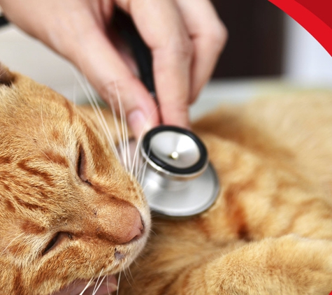 4 Paws Veterinarians - Kirwan, QLD. Annual Health Checks And Booster Vaccinations Will Provide The Best Protection For The Life Of Your Pet