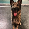 Green Valley K-9 gallery