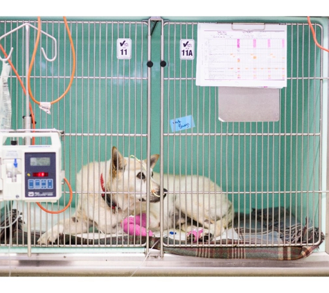 Brisbane Veterinary Emergency and Critical Care Service - Albany Creek, QLD