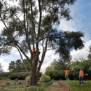Simply Trees - Tree Service Equipment & Supplies