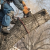Tree Worx gallery
