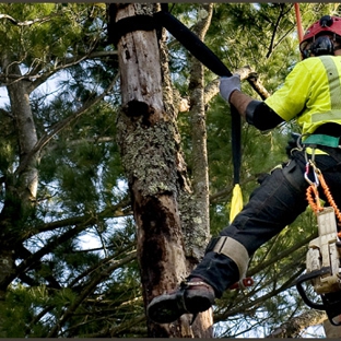 Arbor Tree Care - Philadelphia, PA