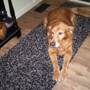 WAGGS Dog Grooming