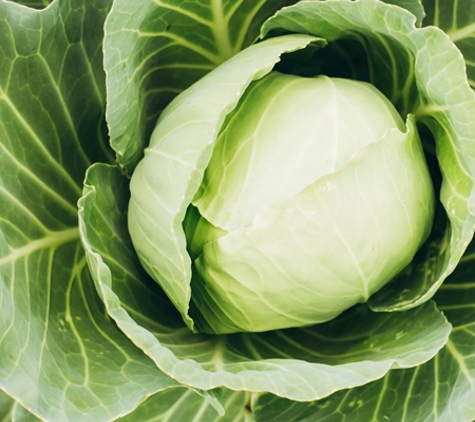 Stoneman's Garden Centre - Glenorchy, TAS. Cabbage