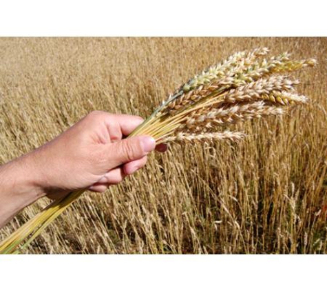 Croker M C Pty Ltd - Marrar, NSW
