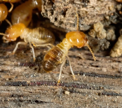 Vin Truscott Pest Control