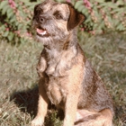 Wags and Tails Kennel