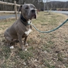 Ridgeside K9 Montgomery County gallery
