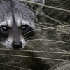 Bobby's Wildlife Removal gallery
