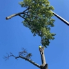 iClimb Tree Service gallery