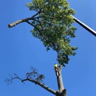 iClimb Tree Service