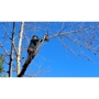 W Henry Tree Service