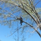 VANDAM'S Tree Service