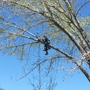 VANDAM'S Tree Service