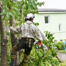 Wolverine Tree Service - Tree Service