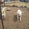 Have A Heart Dog Homes Inc gallery