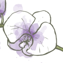 Serene Orchid Wellness Spa - Day Spas