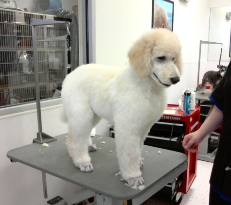 Painted Paws grooming Spa - Mcminnville, OR