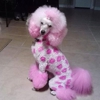 Loving and Gentle Dog Grooming gallery