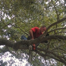 American Tree Service - Arborists