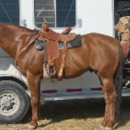 Pontotoc Stockyard - Stock Yards